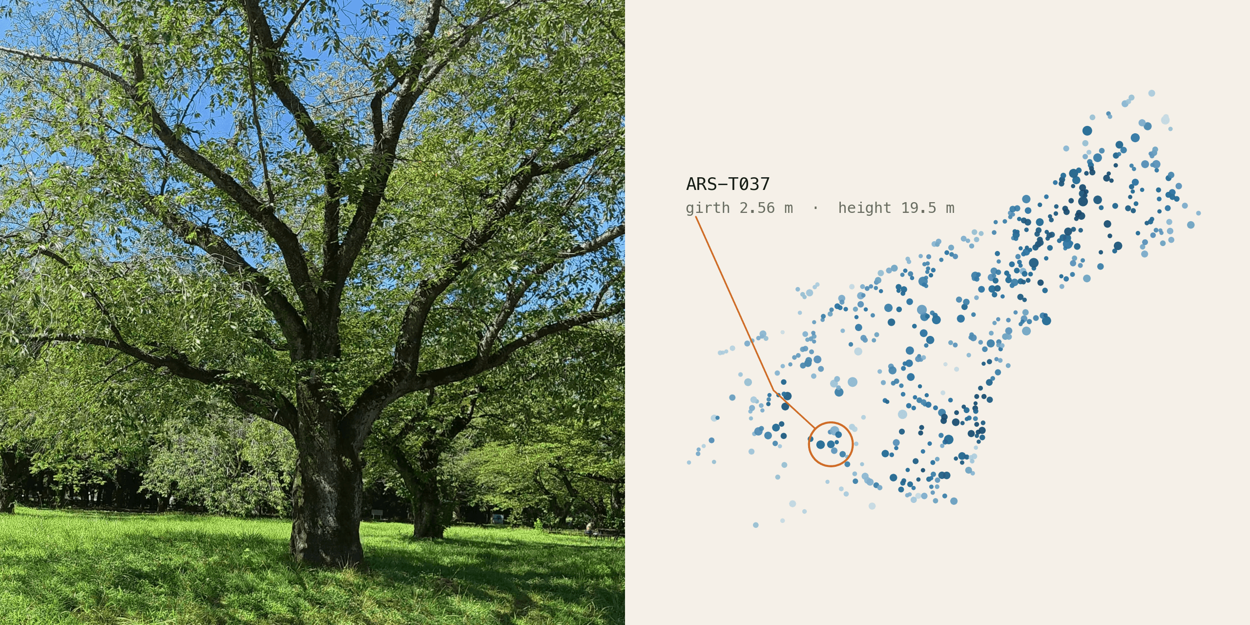 Same Tree, No Shared Pixels: Holding Individual Identity Through a Season